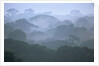 Tropical Rainforest Canopy in Morning Fog by Anonymous