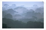Tropical Rainforest Canopy in Morning Fog by Anonymous