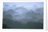 Tropical Rainforest Canopy in Morning Fog by Anonymous