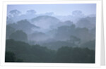 Tropical Rainforest Canopy in Morning Fog by Anonymous