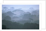 Tropical Rainforest Canopy in Morning Fog by Anonymous