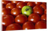Freshly Harvested Organic Tomatoes by Anonymous