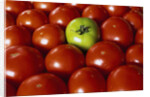 Freshly Harvested Organic Tomatoes by Anonymous