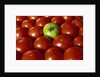 Freshly Harvested Organic Tomatoes by Anonymous