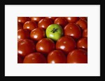 Freshly Harvested Organic Tomatoes by Anonymous