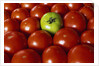 Freshly Harvested Organic Tomatoes by Anonymous
