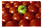 Freshly Harvested Organic Tomatoes by Anonymous