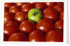 Freshly Harvested Organic Tomatoes by Anonymous