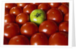 Freshly Harvested Organic Tomatoes by Anonymous