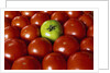 Freshly Harvested Organic Tomatoes by Anonymous