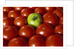 Freshly Harvested Organic Tomatoes by Anonymous