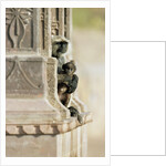 Gray Langur Monkey with Baby by Anonymous