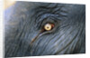 Close-Up View of Elephant's Eye by Anonymous