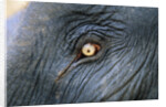 Close-Up View of Elephant's Eye by Anonymous