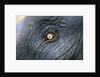Close-Up View of Elephant's Eye by Anonymous
