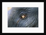 Close-Up View of Elephant's Eye by Anonymous