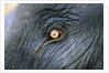 Close-Up View of Elephant's Eye by Anonymous
