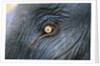 Close-Up View of Elephant's Eye by Anonymous
