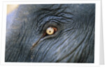 Close-Up View of Elephant's Eye by Anonymous