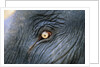 Close-Up View of Elephant's Eye by Anonymous