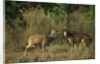 Chital Deer Bucks Fighting by Anonymous
