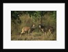 Chital Deer Bucks Fighting by Anonymous