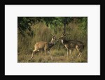Chital Deer Bucks Fighting by Anonymous