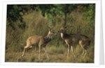 Chital Deer Bucks Fighting by Anonymous