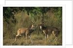 Chital Deer Bucks Fighting by Anonymous