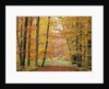 Forest Road in Autumn by Anonymous