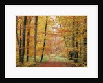 Forest Road in Autumn by Anonymous
