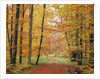 Forest Road in Autumn by Anonymous
