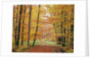 Forest Road in Autumn by Anonymous