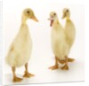 Indian Runner Ducklings by Anonymous