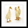 Indian Runner Ducklings by Anonymous