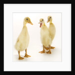 Indian Runner Ducklings by Anonymous