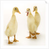 Indian Runner Ducklings by Anonymous