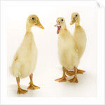 Indian Runner Ducklings by Anonymous