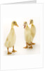 Indian Runner Ducklings by Anonymous