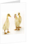 Indian Runner Ducklings by Anonymous