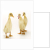 Indian Runner Ducklings by Anonymous