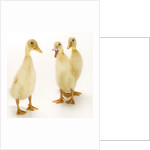 Indian Runner Ducklings by Anonymous