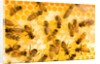 Busy Bees by Anonymous