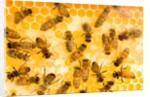 Busy Bees by Anonymous