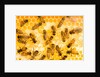 Busy Bees by Anonymous