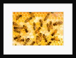 Busy Bees by Anonymous