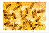 Busy Bees by Anonymous