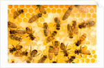 Busy Bees by Anonymous