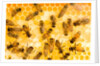 Busy Bees by Anonymous