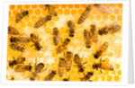 Busy Bees by Anonymous